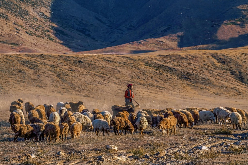 The Shepherd We&nbsp;Need