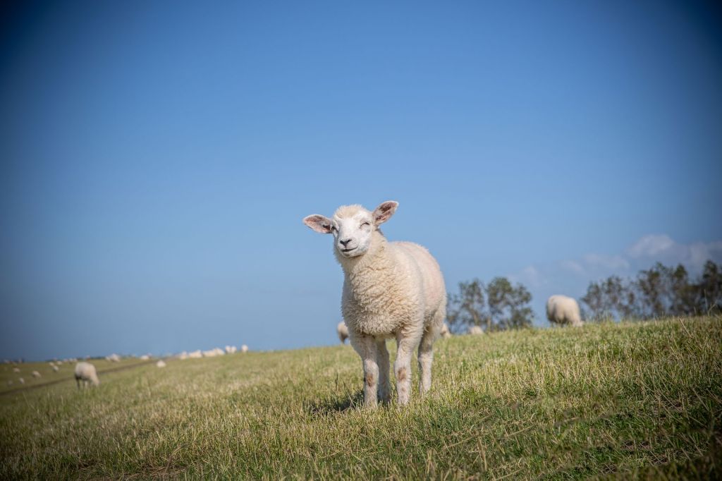 Wandering Sheep